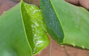 Aloe Vera Gel blad